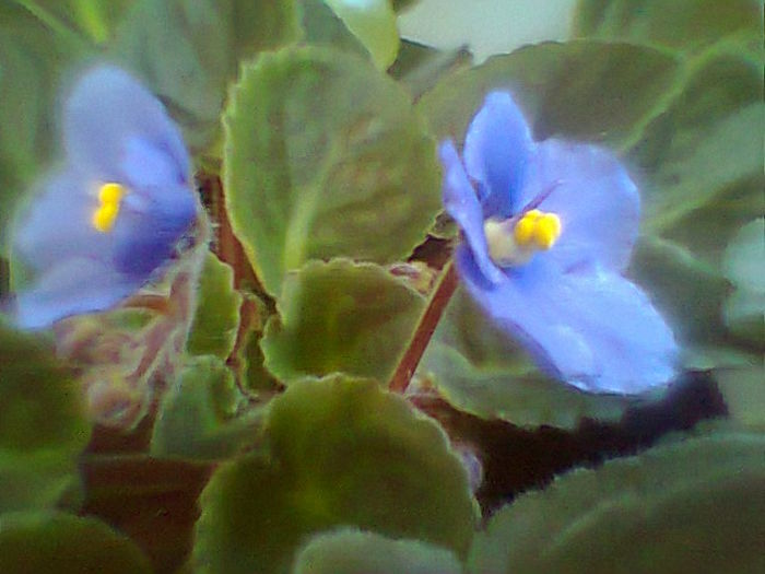 Fotogr.2058 - Violete 2015