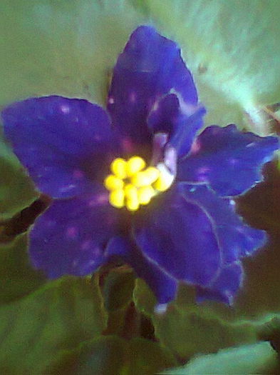 Satin Magic - Violete 2015