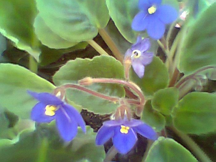 Fotogr.2063 - Violete 2015