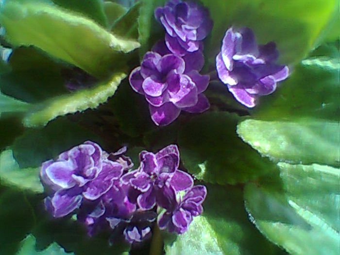 Migniht Treasure - Violete 2015