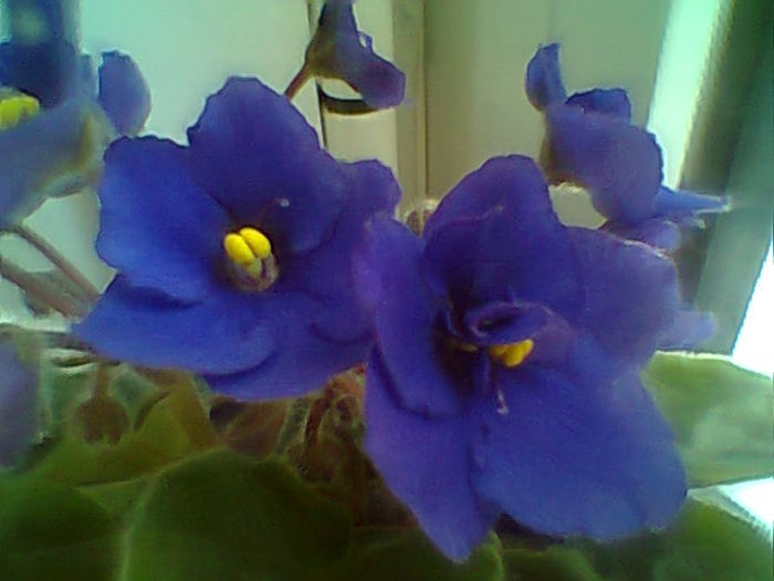 Fotogr.2071 - Violete 2015