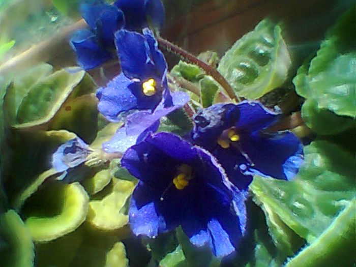 Fotogr.2073 - Violete 2015