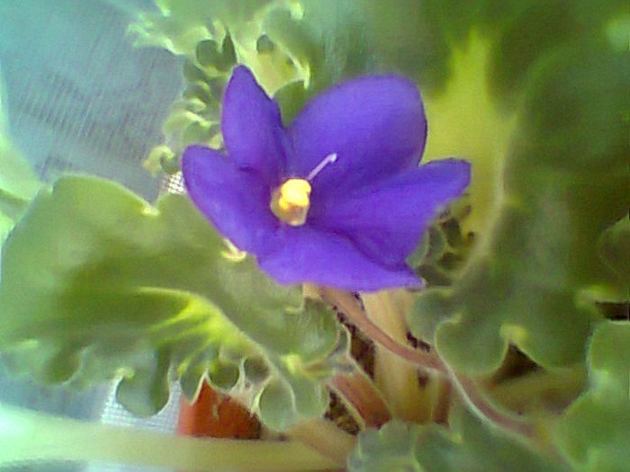 Fotogr.2077 - Violete 2015