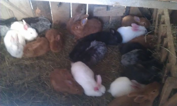 IMAG0596 - z-- pui intarcati