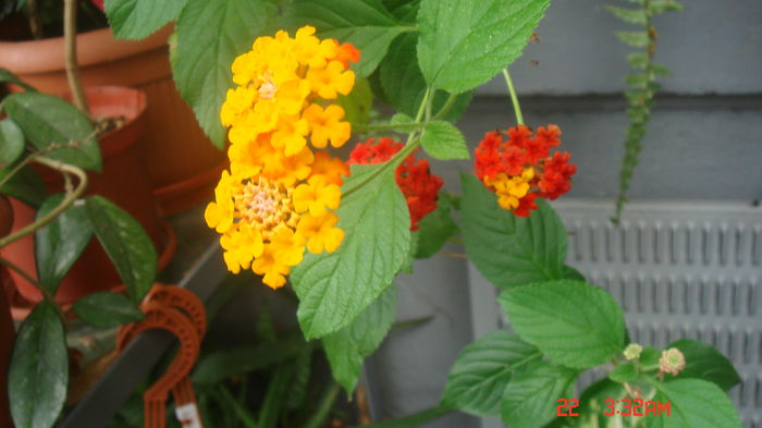 Lantana