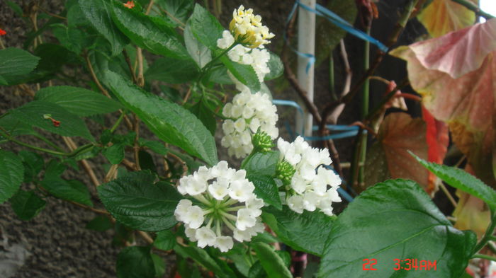 Lantana