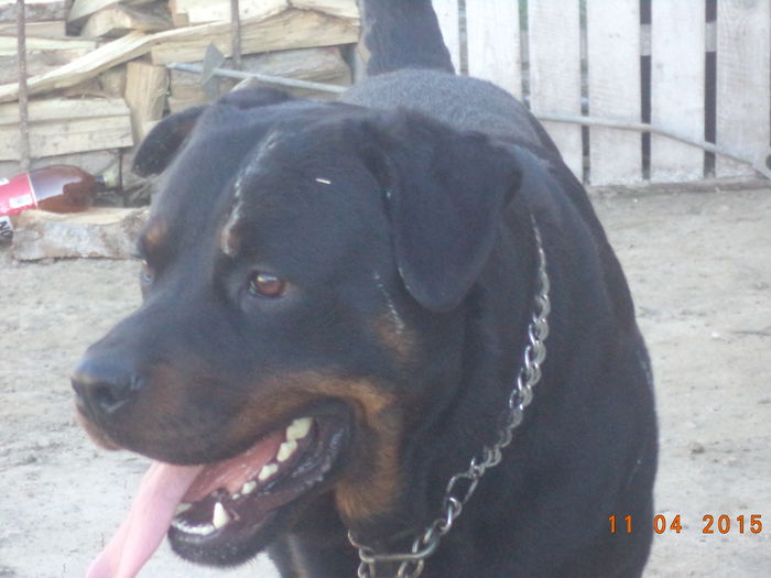 DSC03010 - Cateii mei dragi