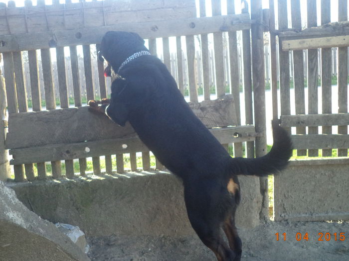 DSC03011 - Cateii mei dragi