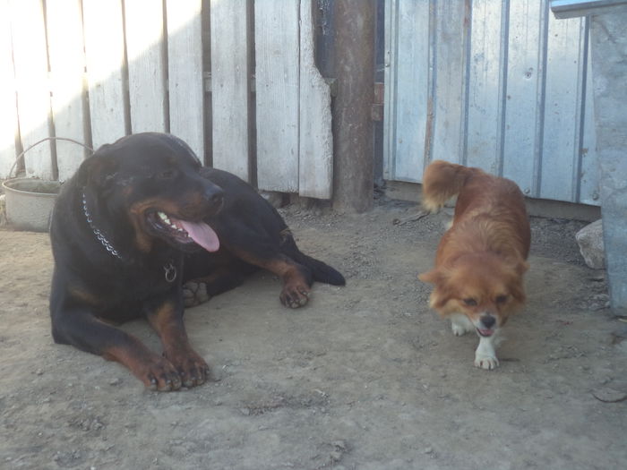 DSC03018 - Cateii mei dragi