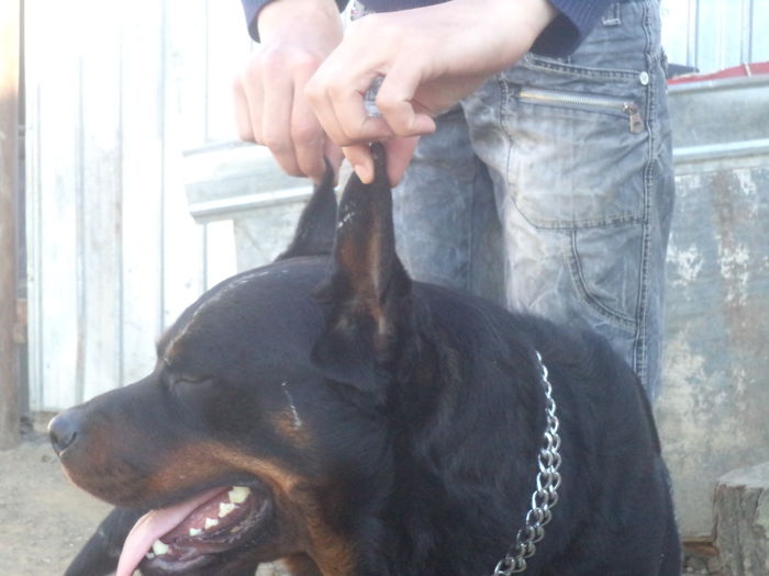 DSC03024 - Cateii mei dragi