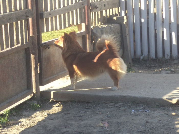 DSC03079 - Cateii mei dragi