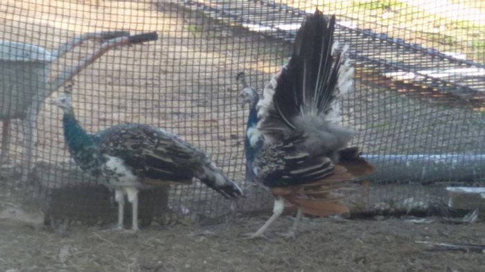 20150423_185023 - PAUNII MEI