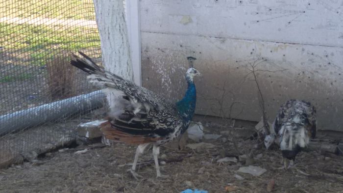 20150423_185059 - PAUNII MEI