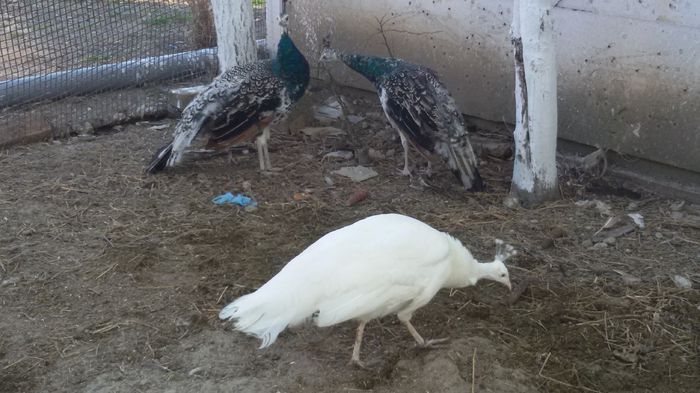 20150423_185126 - PAUNII MEI