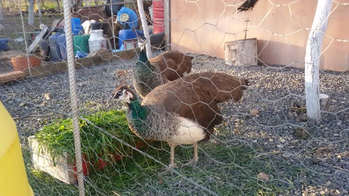 20150423_192454 - PAUNII MEI