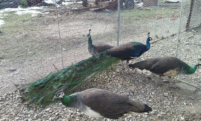 IMG_20140202_134511 - PAUNII MEI