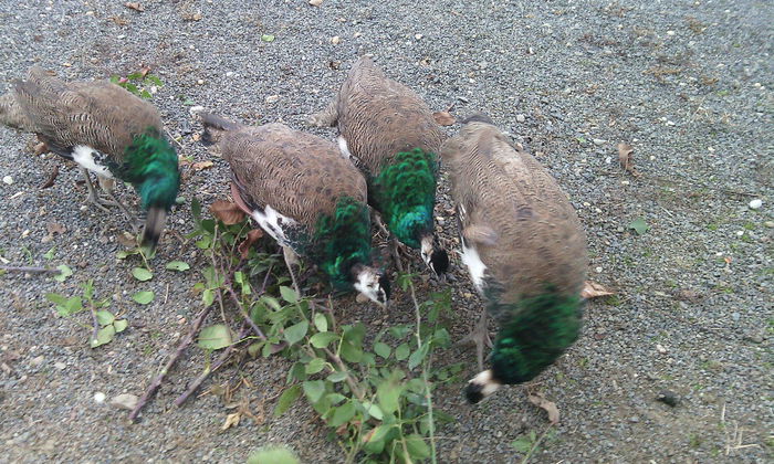 IMG_20141201_160907 - PAUNII MEI