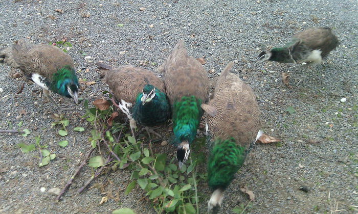 IMG_20141201_160910 - PAUNII MEI