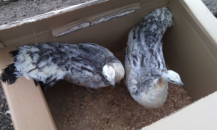 IMG_20150226_112122 - PAUNII MEI