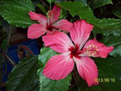 frunza variegata-primit claudia72 - hibiscus