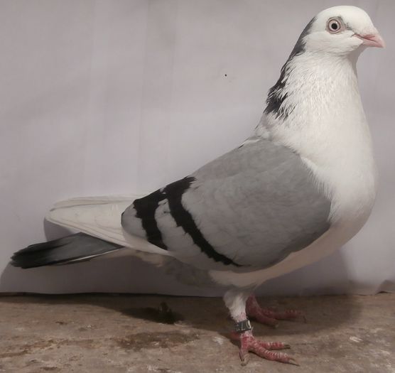 Data in Turda la Roby