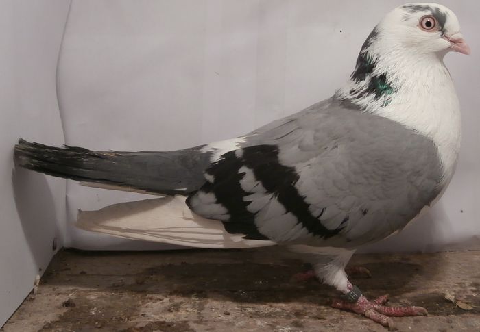 Data in Turda la Roby