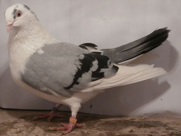 Data in Turda la Roby