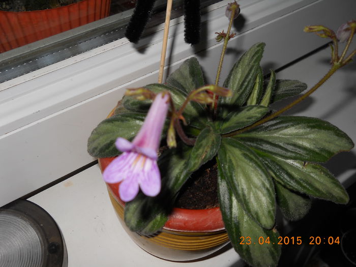 017 - PRIMAVARA  2015  IN SUFLET SI IN GLASTRA
