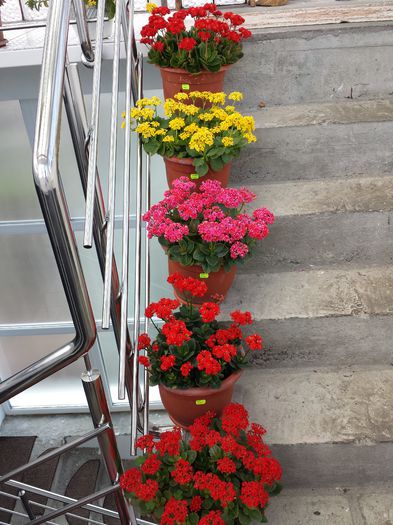 316 - Plante de balcon si camera - 2015