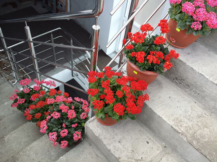 318 - Plante de balcon si camera - 2015