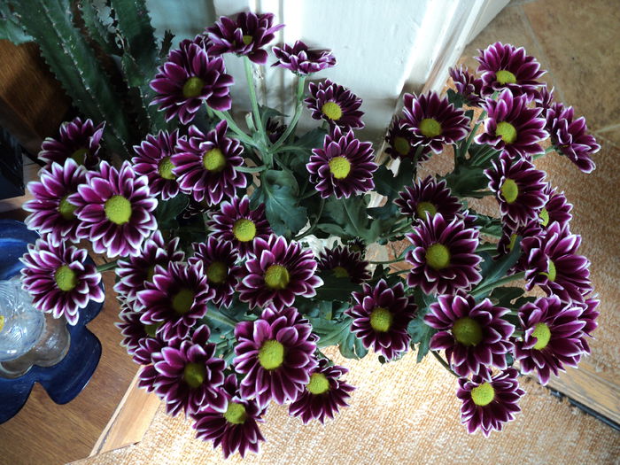 12 apr.2015,un buchet de toamna in plina primavara - CRIZANTEME