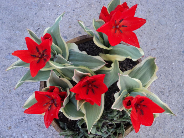 cum sa nu le iubesti...