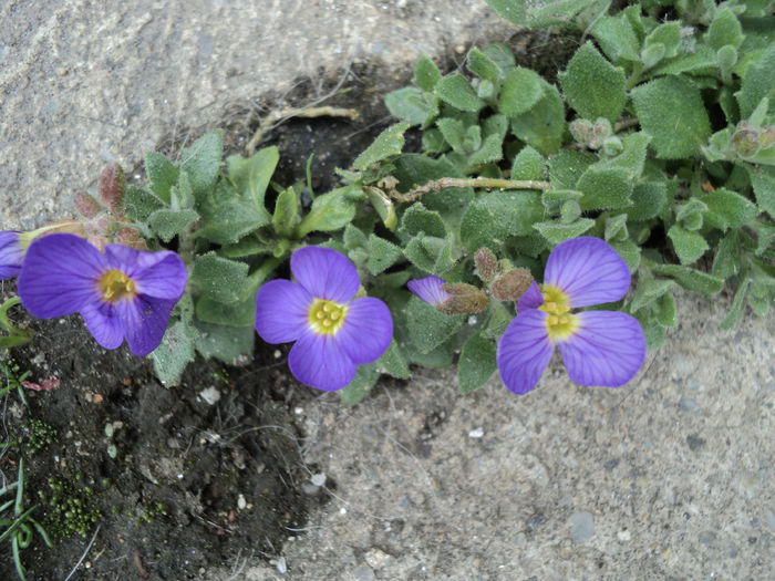 primele flori,timide