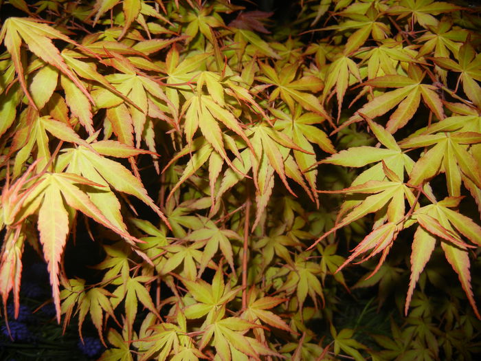 Acer palmatum Katsura (2015, April 16) - Acer palmatum Katsura
