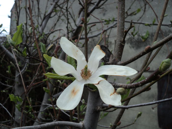 POZE 2014 032 - Magnolia