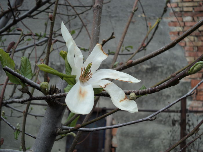 POZE 2014 033 - Magnolia