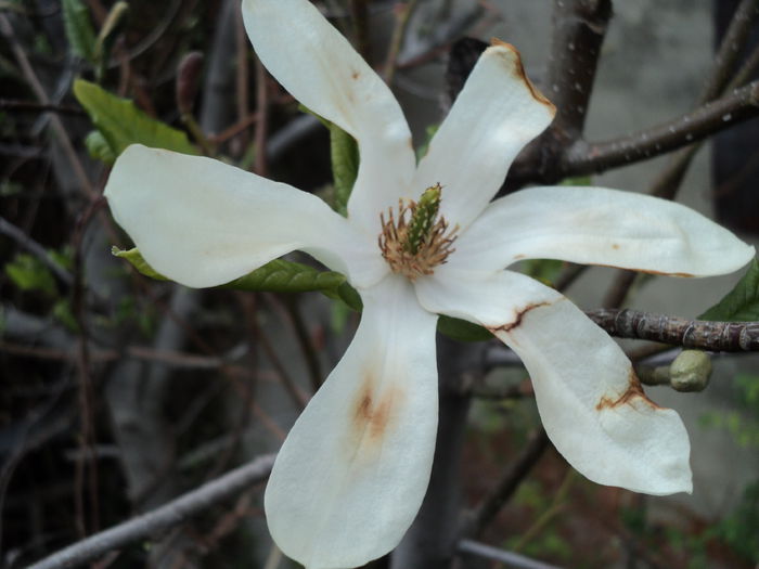 POZE 2014 038 - Magnolia