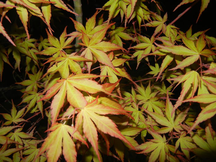 Acer palmatum Katsura (2015, April 16) - Acer palmatum Katsura