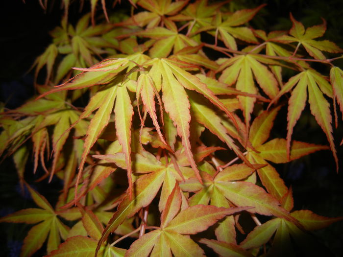 Acer palmatum Katsura (2015, April 16) - Acer palmatum Katsura