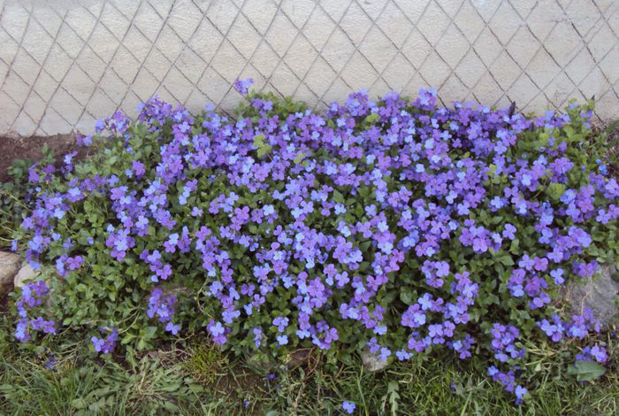 aubrieta - 2015 Gradina