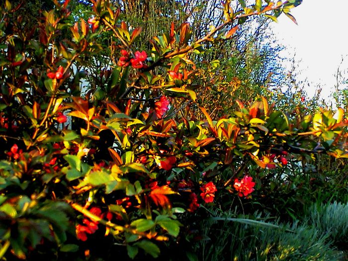 DSC01186