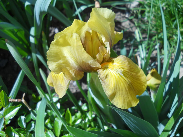 DSCN6003 - iris 2015