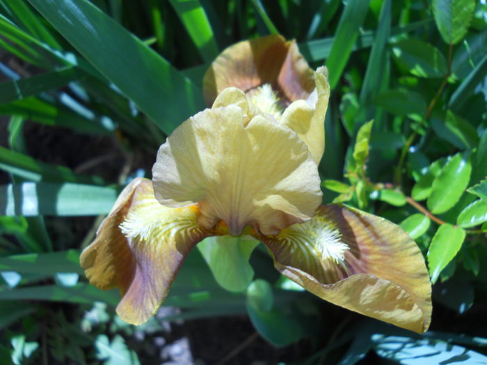 DSCN6004 - iris 2015