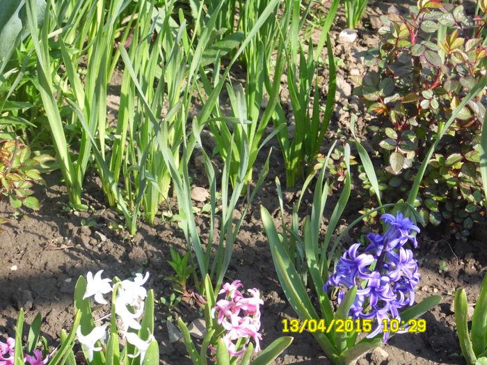 SAM_1780 - ESTE TIMPUL FLORILOR 2015