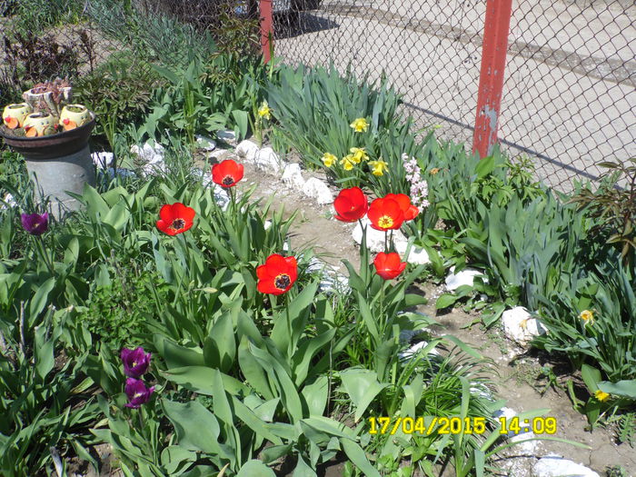 SAM_1803 - ESTE TIMPUL FLORILOR 2015