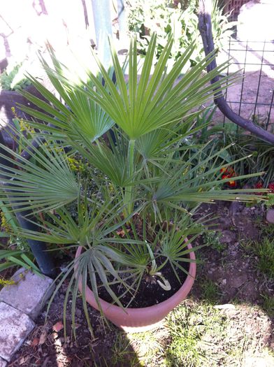 palmier chamaerops humilis - vara in gradina si in jardiniere