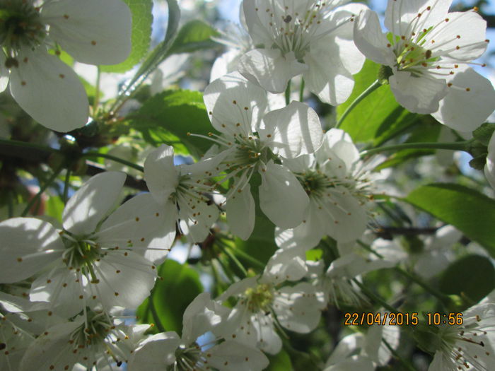 IMG_1781 - La tara in aprilie 2015