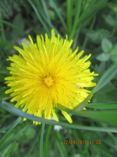 IMG_1791 - La tara in aprilie 2015