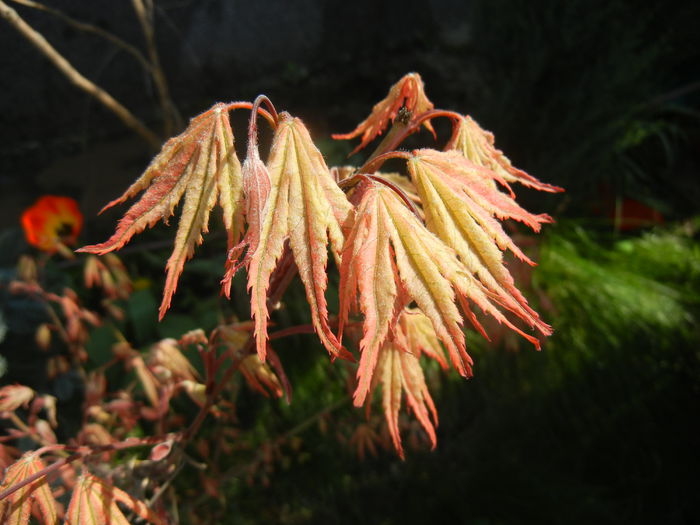 Acer palmatum Ariadne (2015, April 17) - Acer palmatum Ariadne