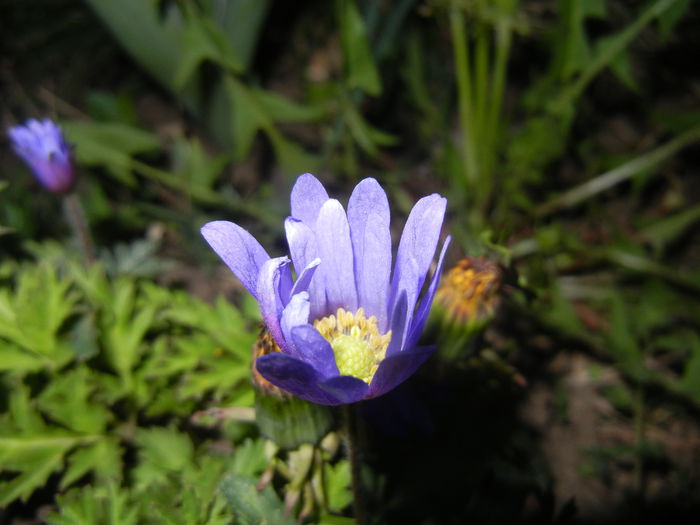 Anemone Blue Shades (2015, April 17) - Anemone Blue Shades